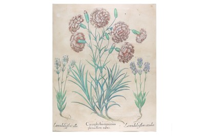 Lot 535 - Besler (Basilius) Lavenduala flore albo /...