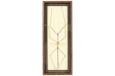 Lot 370 - Entomology. A collection of 6 framed insects...