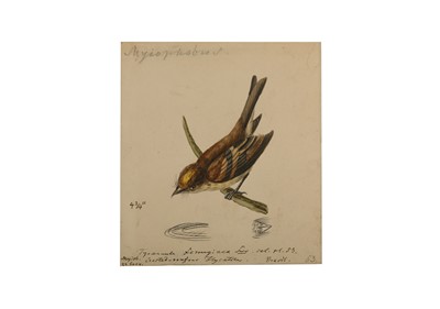 Lot 150 - HEINRICH GOTTLIEB REICHENBACH (GERMAN 1793-1879) HEINRICH GOTTLIEB REICHENBACH (GERMAN 1793-1879)