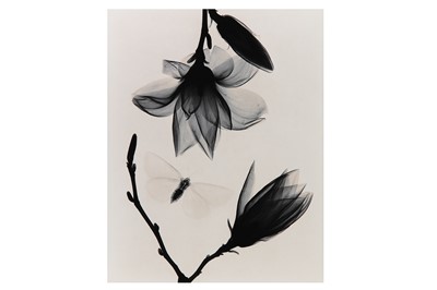 Lot 211 - JUDITH MCMILLAN b.1945 MAGNOLIA AND MOTH, 2002...