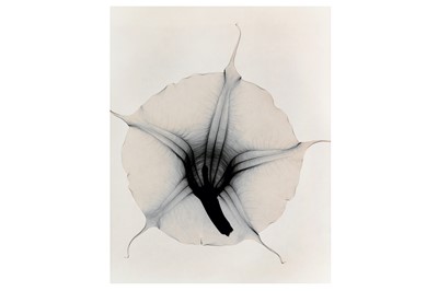 Lot 213 - JUDITH MCMILLAN b.1945 OPTIC EXPLORATION:...