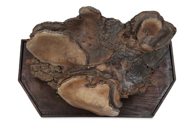 Lot 2 - A 19TH CENTURY FUNGUS BRACKET the fungus still...