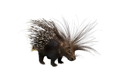 Lot 86 - TAXIDERMY: A CAPE PORCUPINE (HYSTRIX...