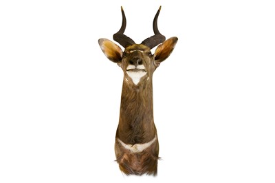 Lot 85 - TAXIDERMY: A NYALA SHOULDER MOUNT, MODERN...