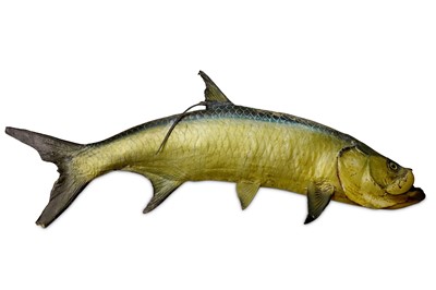 Lot 83 - TAXIDERMY: A TARPON, FULL SKIN MOUNT 170cm