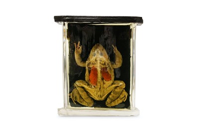 Lot 20 - TAXIDERMY: A COLLECTION OF NINE LATE 19TH /...