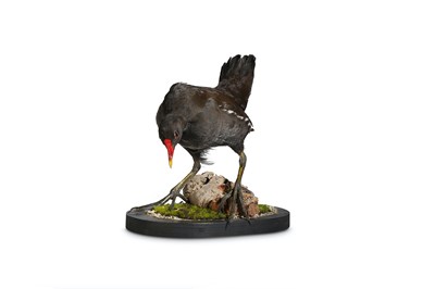Lot 189 - A TAXIDERMY MOORHEN