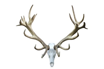 Lot 68 - A SET OF RED DEER ANTLERS unmounted, with...