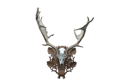 Lot 75 - A SET OF RECORD CLASS FALLOW DEER ANTLERS with...