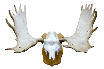 Lot 73 - A SET OF RECORD CLASS EUROPEAN MOOSE ANTLERS,...