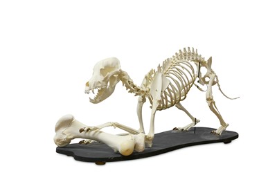Lot 12 - THE SKELETON OF A RHODESIAN RIDGEBACK toying...