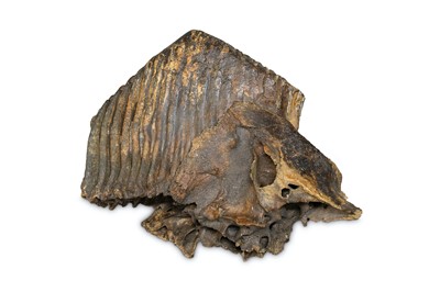 Lot 17 - WOOLLY MAMMOTH (MAMMUTHUS PRIMIGENIUS), A...