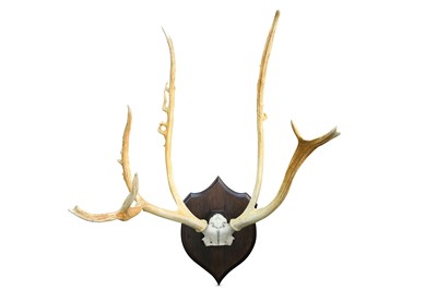 Lot 70 - A SET OF PERE DAVID'S DEER ANTLERS mounted on...