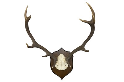 Lot 72 - A SET OF SCOTTISH RED DEER ANTLERS , shot at...