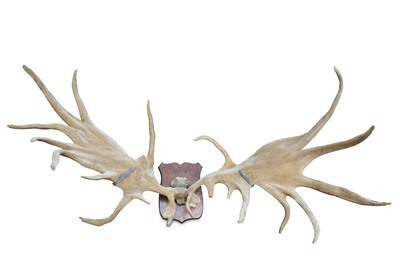 Lot 67 - A SET OF IRISH ELK (MEGALOCEROS GIGANTEUS)...