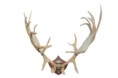 Lot 74 - A SET OF IRISH ELK (MEGALOCEROS GIGANTEUS)...