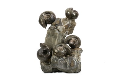 Lot 65 - AN UNUSUAL FOSSILISED AMMONITE GROUP ON...