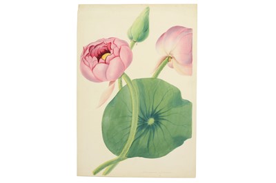 Lot 327 - A STUDY OF A LOTUS FLOWER (NELUMBIUM SPECIOSUM)