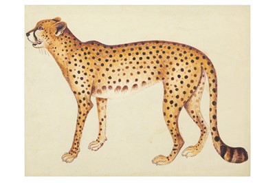 Lot 325 - A STUDY OF A CHEETAH AFTER THE IMPEY ALBUM