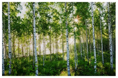 Lot 450 - Andre Wagner (American, b.1980), 'Birkenwald 4'