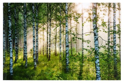 Lot 451 - Andre Wagner (American, b.1980), 'Birkenwald 6'