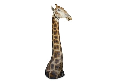 Lot 44 - A TAXIDERMY HEAD AND SHOULDERS OF A GIRAFFE