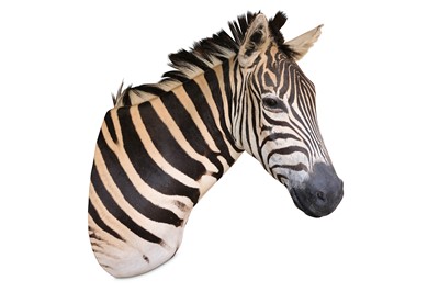 Lot 2 - A TAXIDERMY HEAD AND NECK OF A ZEBRA