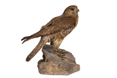 Lot 49 - A TAXIDERMY MERLIN (FALCO COLUMBARIUS)