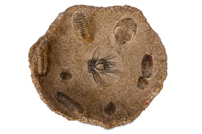 Lot 75 - A TRILOBITE FOSSIL BOWL