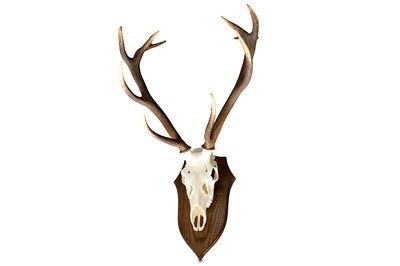 Lot 221 - A SET OF 13 POINT (MONARCH) SPANISH RED DEER ANTLERS
