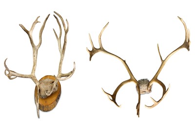 Lot 14 - TWO PAIRS OF SCANDINAVIAN REINDEER ANTLERS