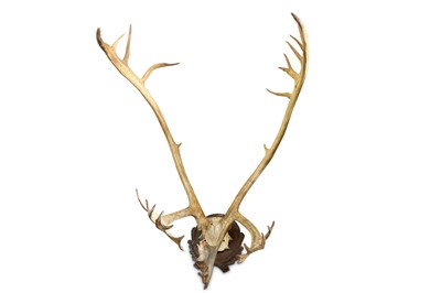 Lot 220 - A SET OF RECORD CLASS 37 POINT CARIBOU (RANGIFER TARANDUS) ANTLERS