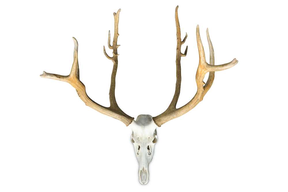 Lot 13 - A SET OF PERE DAVID'S DEER (ELAPHURUS DAVIDIANUS) ANTLERS AND SKULL