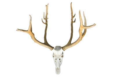 Lot 13 - A SET OF PERE DAVID'S DEER (ELAPHURUS DAVIDIANUS) ANTLERS AND SKULL