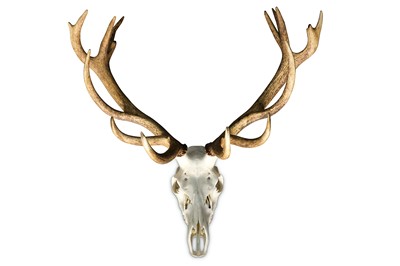 Lot 17 - A SET OF 17 POINT ENGLISH RED DEER STAG ANTLERS AND SKULL