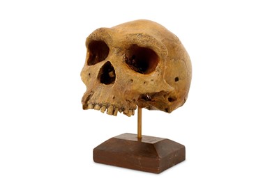 Lot 3 - A COMPOSITION CAST OF A HUMAN SKULL