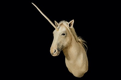 Lot 1 - A TAXIDERMY 'UNICORN' (EQUUS CABALLUS)