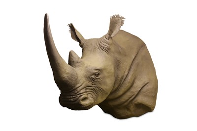 Lot 211 - TAXIDERMY INTEREST:  A LIFE-SIZE FIBREGLASS MODEL OF A RHINOCEROS SHOULDER MOUNT