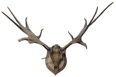 Lot 12 - A SET OF FOSSILIZED GIANT IRISH DEER ANTLERS ON UPPER SKULL, (MEGALOCEROS GIGANTEUS)