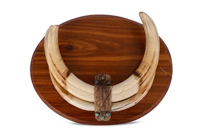 Lot 198 - FOUR WART HOG TROPHY TUSKS