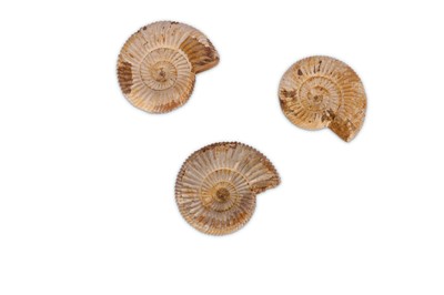 Lot 73 - THREE SCOTTISH AMMONITES