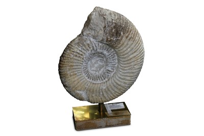 Lot 81 - A FOSSILISED AMMONITE,  DACTYLIOCERAS TENUICOSTATUM