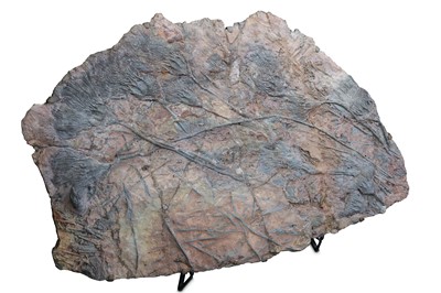 Lot 360 - A LARGE SECTION OF FOSSILISED PLANT STEMS
