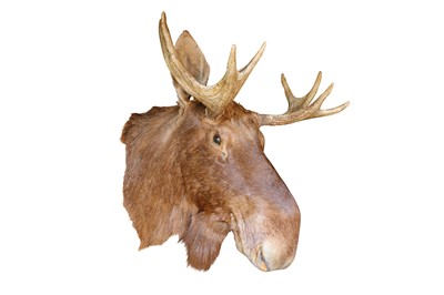 Lot 45 - A TAXIDERMY EURASIAN ELK HEAD