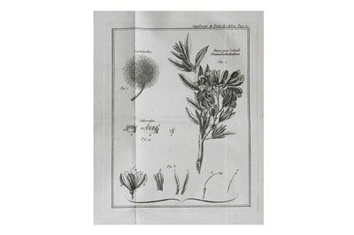 Lot 12 - Botany.- Duhamel du Monceau (Henri Louis)