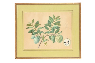Lot 358 - A BOTANICAL STUDY OF A CUSTARD APPLE (ANNONA RETICULATA)