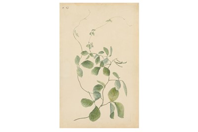 Lot 357 - A BOTANICAL TINTED DRAWING OF A NEELAMBARI PLANT (INDIGOFERA TINCTORIA)