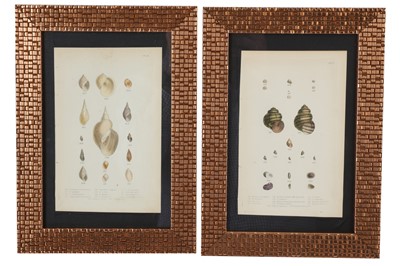 Lot 338 - Twelve coloured book plates of Shells, England,19th Century