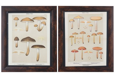 Lot 339 - A set of twelve late 19th Century botanical coloured book plates of Edible Fungi