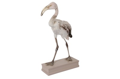 Lot 6 - AN UNUSUAL TAXIDERMY JUVENILE LESSER FLAMINGO
